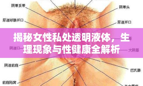 揭秘女性私處透明液體，生理現(xiàn)象與性健康全解析