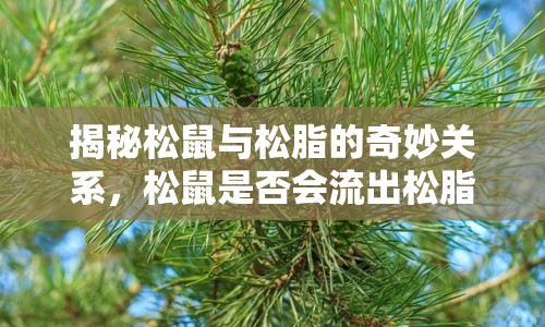 揭秘松鼠與松脂的奇妙關(guān)系，松鼠是否會(huì)流出松脂？