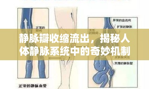 靜脈瓣收縮流出，揭秘人體靜脈系統(tǒng)中的奇妙機制