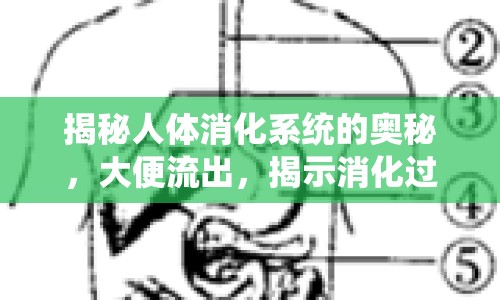 揭秘人體消化系統(tǒng)的奧秘，大便流出，揭示消化過(guò)程