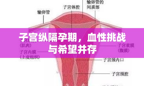 子宮縱隔孕期，血性挑戰(zhàn)與希望并存