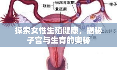 探索女性生殖健康，揭秘子宮與生育的奧秘