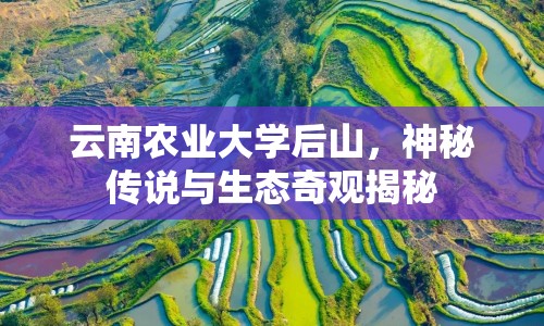 云南農(nóng)業(yè)大學后山，神秘傳說與生態(tài)奇觀揭秘
