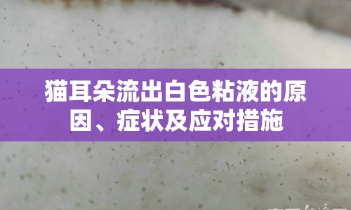 貓耳朵流出白色粘液的原因、癥狀及應對措施
