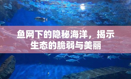 魚網(wǎng)下的隱秘海洋，揭示生態(tài)的脆弱與美麗