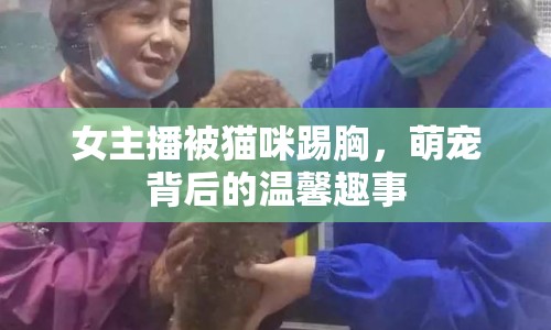 女主播被貓咪踢胸，萌寵背后的溫馨趣事