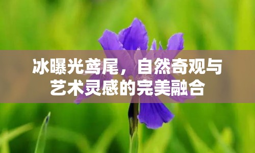 冰曝光鳶尾，自然奇觀與藝術(shù)靈感的完美融合