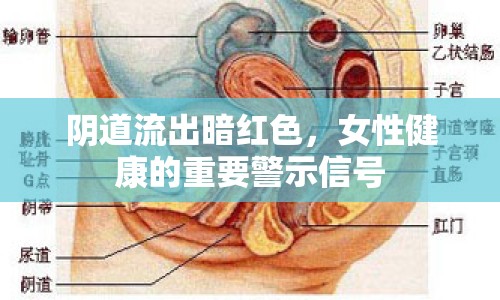 陰道流出暗紅色，女性健康的重要警示信號