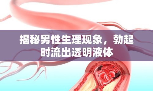 揭秘男性生理現(xiàn)象，勃起時(shí)流出透明液體