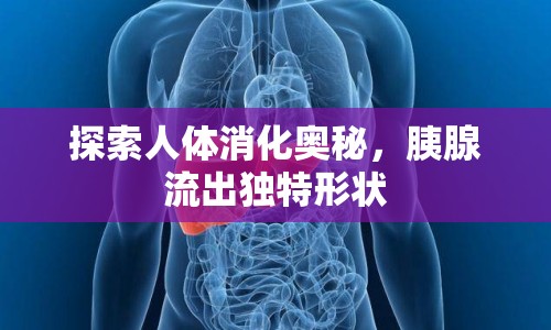 探索人體消化奧秘，胰腺流出獨特形狀