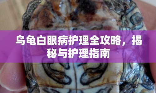 烏龜白眼病護(hù)理全攻略，揭秘與護(hù)理指南