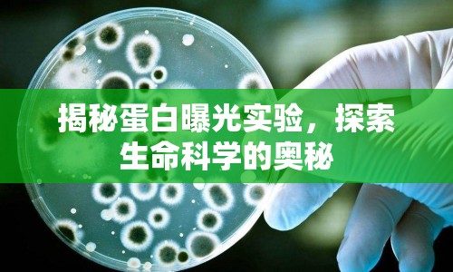揭秘蛋白曝光實(shí)驗(yàn)，探索生命科學(xué)的奧秘