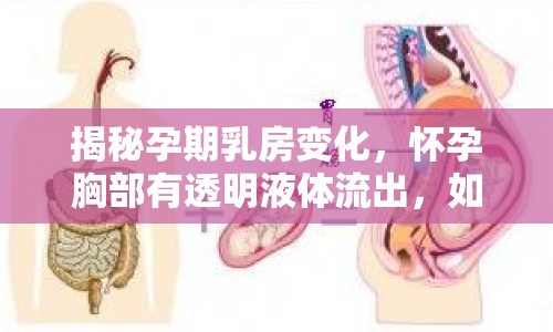 揭秘孕期乳房變化，懷孕胸部有透明液體流出，如何正確護(hù)理？