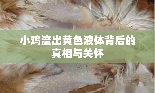 小雞流出黃色液體背后的真相與關(guān)懷
