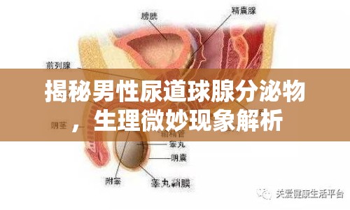 揭秘男性尿道球腺分泌物，生理微妙現(xiàn)象解析