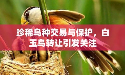 珍稀鳥種交易與保護，白玉鳥轉讓引發(fā)關注