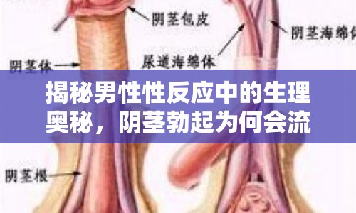 揭秘男性性反應(yīng)中的生理奧秘，陰莖勃起為何會流出液體？