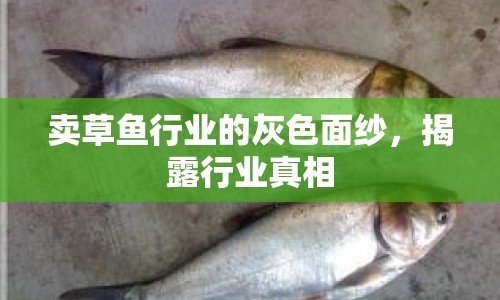 賣(mài)草魚(yú)行業(yè)的灰色面紗，揭露行業(yè)真相