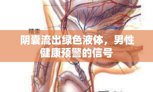 陰囊流出綠色液體，男性健康預(yù)警的信號(hào)
