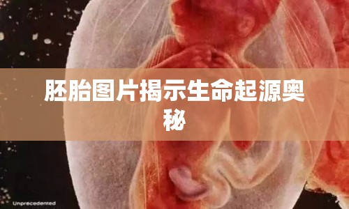 胚胎圖片揭示生命起源奧秘