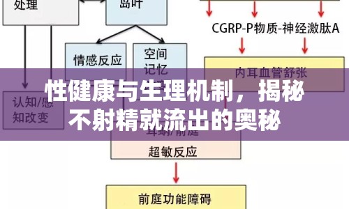 性健康與生理機(jī)制，揭秘不射精就流出的奧秘