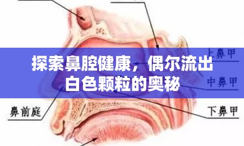 探索鼻腔健康，偶爾流出白色顆粒的奧秘
