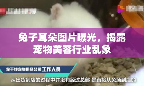 兔子耳朵圖片曝光，揭露寵物美容行業(yè)亂象