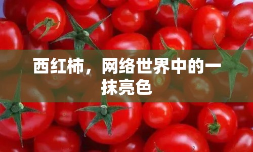 西紅柿，網(wǎng)絡(luò)世界中的一抹亮色