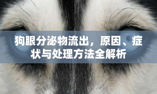 狗眼分泌物流出，原因、癥狀與處理方法全解析