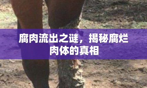 腐肉流出之謎，揭秘腐爛肉體的真相