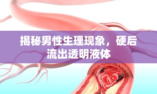 揭秘男性生理現(xiàn)象，硬后流出透明液體