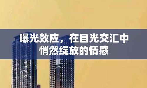 曝光效應(yīng)，在目光交匯中悄然綻放的情感
