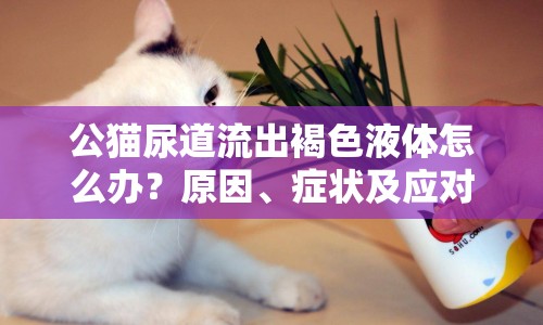 公貓尿道流出褐色液體怎么辦？原因、癥狀及應(yīng)對(duì)措施全解析