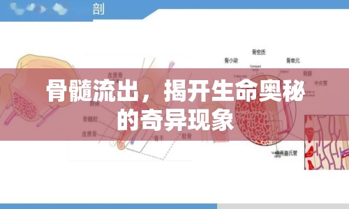 骨髓流出，揭開生命奧秘的奇異現(xiàn)象