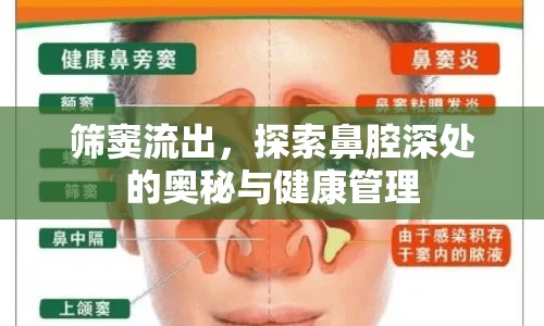 篩竇流出，探索鼻腔深處的奧秘與健康管理
