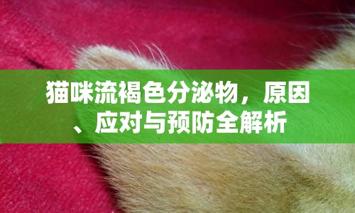 貓咪流褐色分泌物，原因、應(yīng)對(duì)與預(yù)防全解析