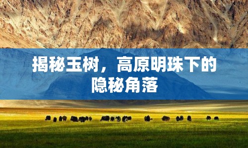 揭秘玉樹，高原明珠下的隱秘角落