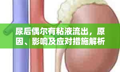 尿后偶爾有粘液流出，原因、影響及應對措施解析