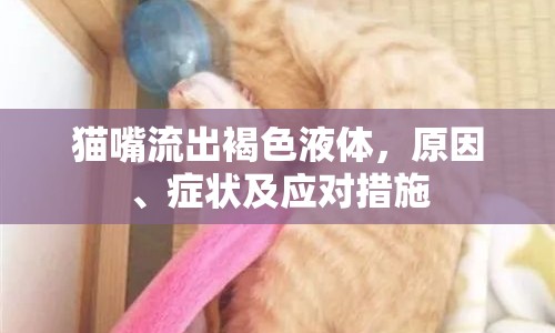 貓嘴流出褐色液體，原因、癥狀及應(yīng)對措施