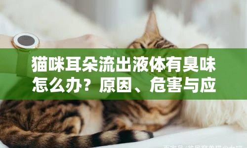 貓咪耳朵流出液體有臭味怎么辦？原因、危害與應(yīng)對(duì)措施全解析