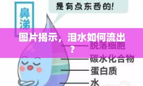 圖片揭示，淚水如何流出？