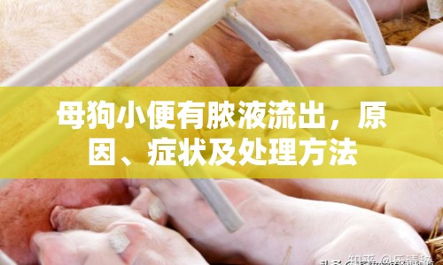 母狗小便有膿液流出，原因、癥狀及處理方法