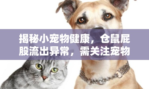 揭秘小寵物健康，倉鼠屁股流出異常，需關(guān)注寵物健康