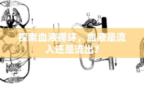 探索血液循環(huán)，血液是流入還是流出？