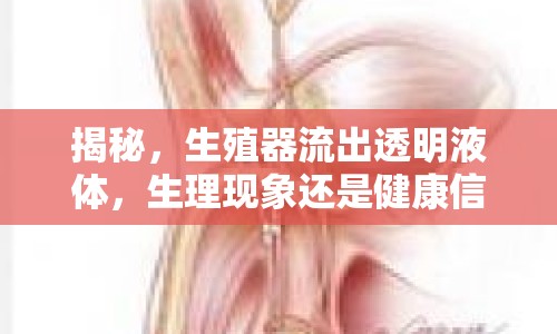 揭秘，生殖器流出透明液體，生理現(xiàn)象還是健康信號？