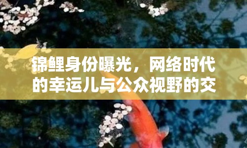 錦鯉身份曝光，網(wǎng)絡(luò)時代的幸運兒與公眾視野的交織
