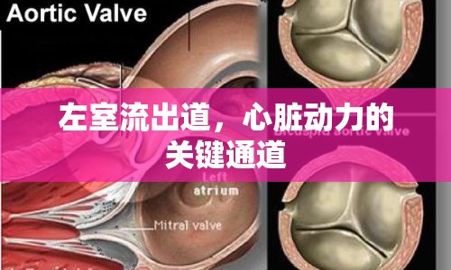左室流出道，心臟動(dòng)力的關(guān)鍵通道