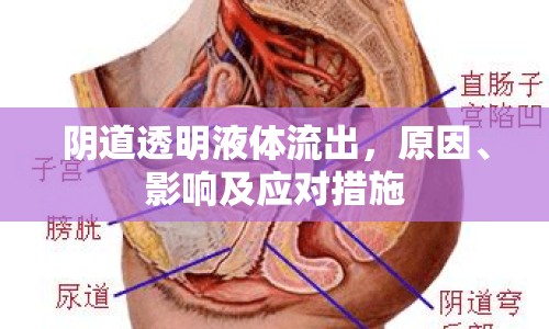 陰道透明液體流出，原因、影響及應(yīng)對(duì)措施