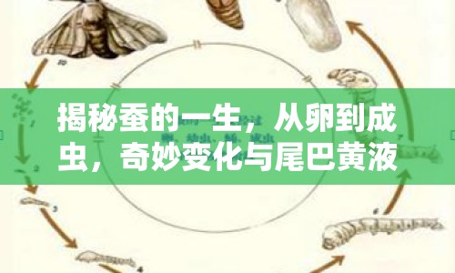 揭秘蠶的一生，從卵到成蟲，奇妙變化與尾巴黃液之謎