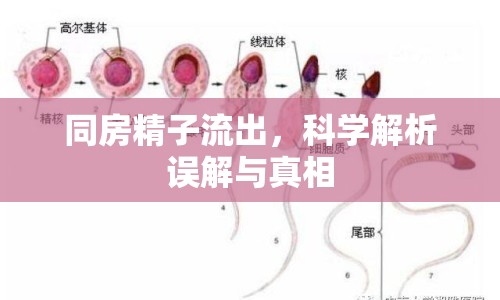 同房精子流出，科學(xué)解析誤解與真相